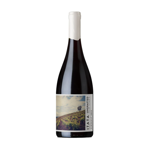 Ungrafted Cinsault